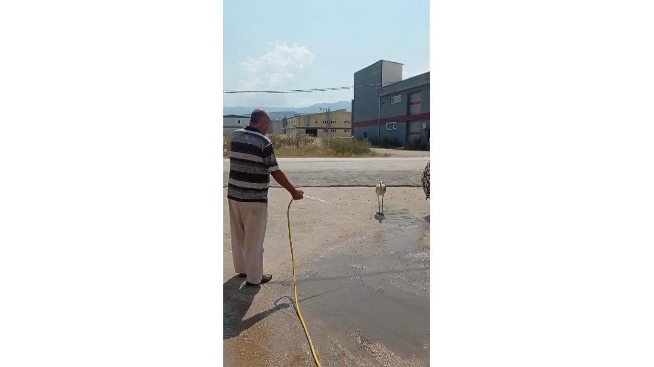 Sıcaktan bunalan leyleği hortumla serinletti