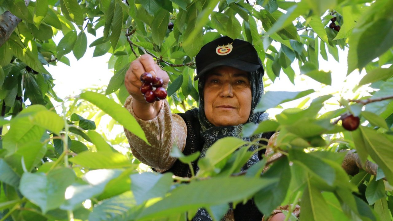 Konya'nın ünlü kirazı dalında 400 TL