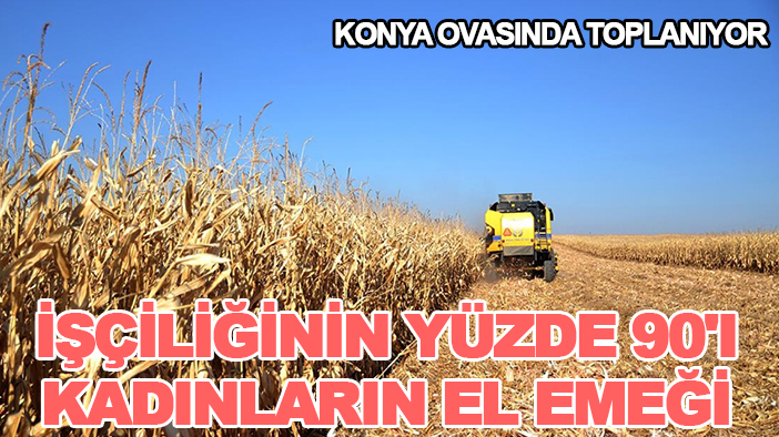 Konya Ovasında toplanıyor: İşçiliğinin yüzde 90'ı kadınların el emeği