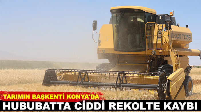 Tarımın başkenti Konya’da hububatta ciddi rekolte kaybı!