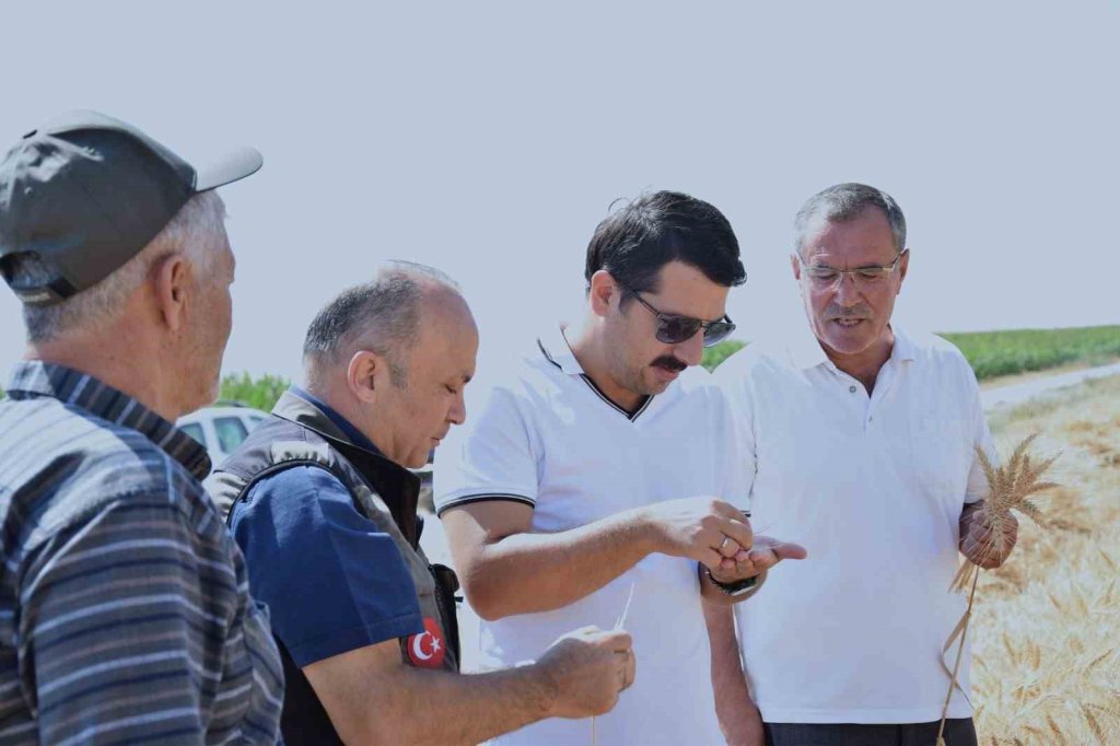 Karapınar’da sezonun buğday hasadı tamamlandı
