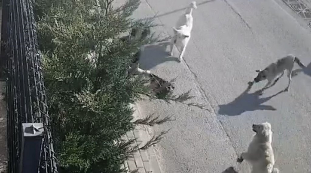 İşe giderken sokak köpekleri saldırdı! Canını zor kurtardı