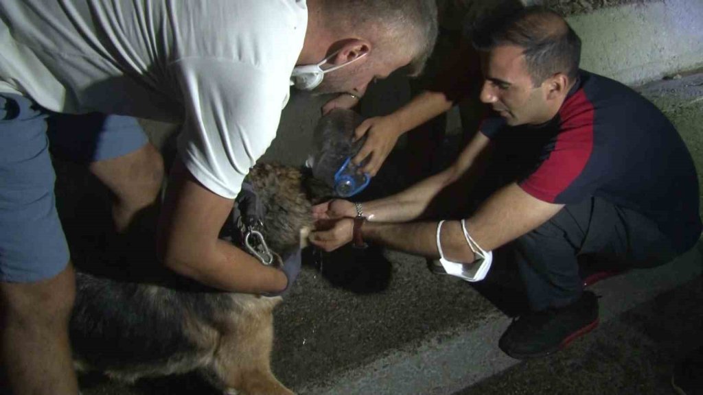 Yangından etkilenen hayvanlar böyle kurtarıldı