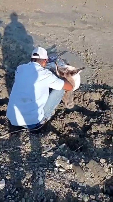 Kars’ta çamura saplanan eşek kurtarıldı