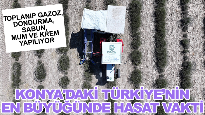 Toplanıp gazoz, dondurma, sabun, mum ve krem yapılıyor: Konya'daki Türkiye’nin en büyüğünde hasat vakti