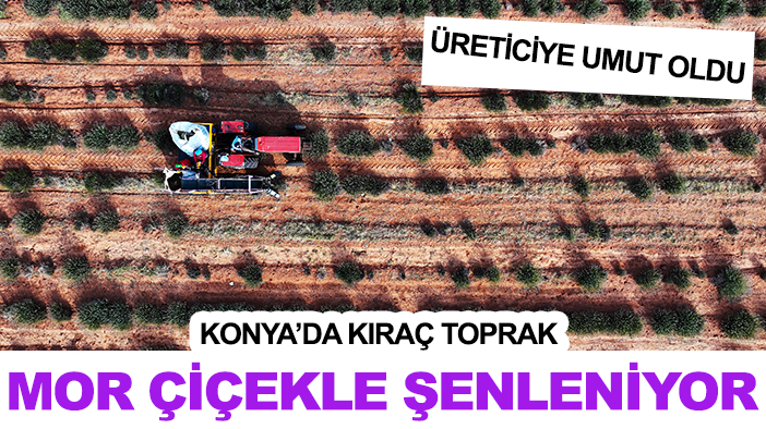 Konya’da kıraç toprak mor çiçekle şenleniyor