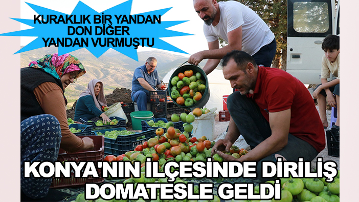 Kuraklık bir yandan don diğer yandan vurmuştu: Konya'nın ilçesinde diriliş domatesle geldi