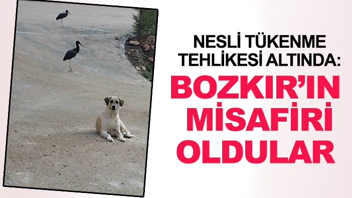 Nesli tükenme tehlikesi altında: Bozkır’ın misafiri oldular
