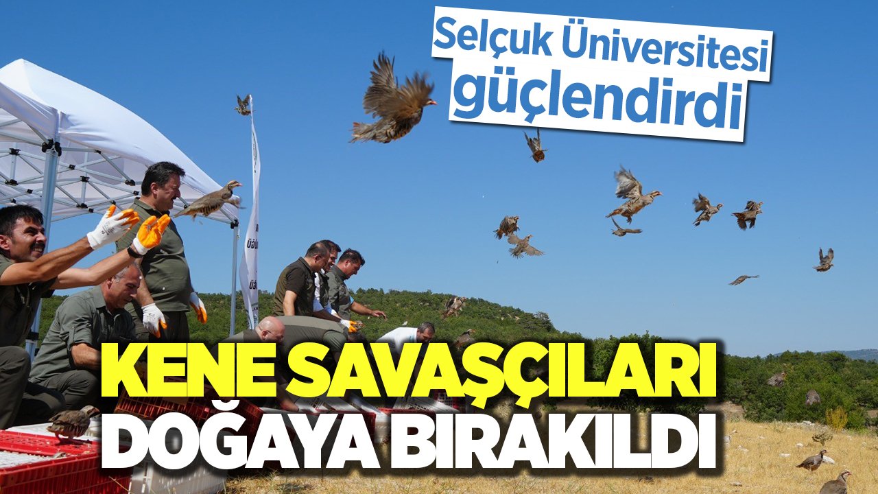 Selçuk Üniversitesi güçlendirdi, kene savaşçıları doğaya bırakıldı