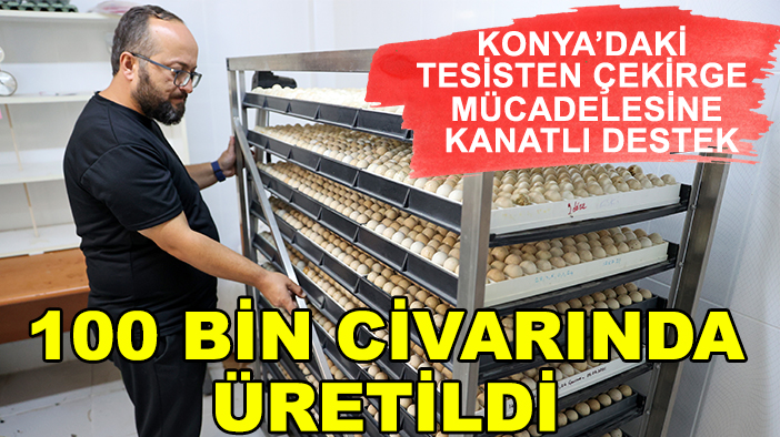 Konya’daki tesisten çekirge mücadelesine kanatlı destek: 100 bin civarında üretildi