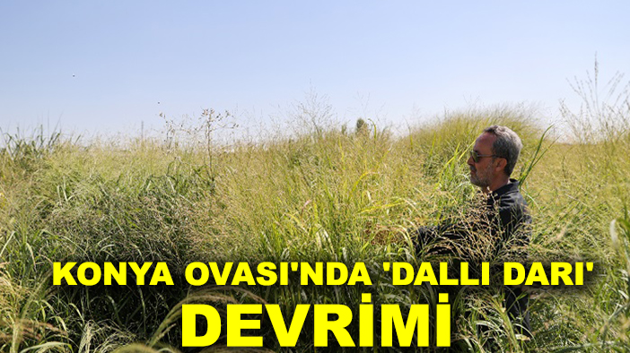 Kuraklığa meydan okuyan çözüm: Konya Ovası'nda 'Dallı Darı' devrimi
