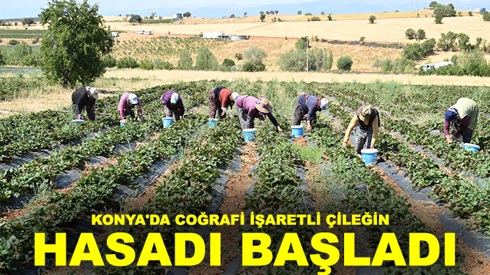 Konya'da coğrafi işaretli çileğin hasadı başladı