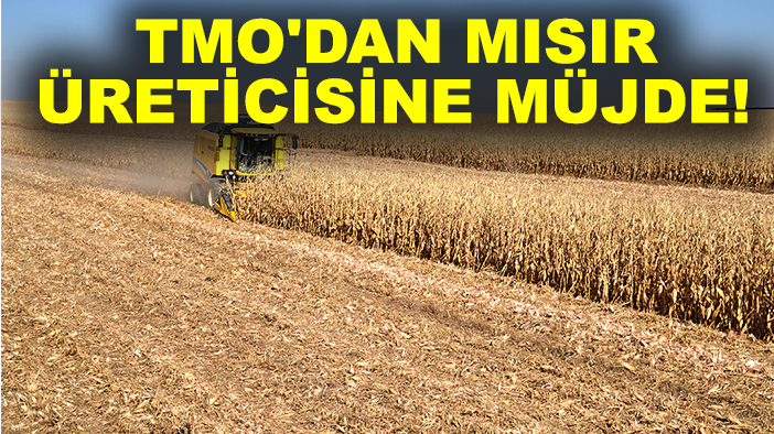 TMO'dan mısır üreticisine müjde! Alım fiyatı açıklandı