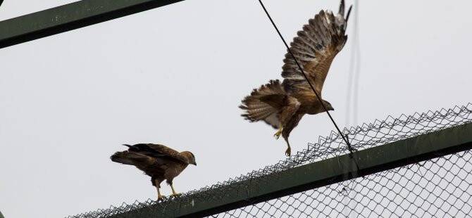 Şahinler özgürlüğe kanat çırptı