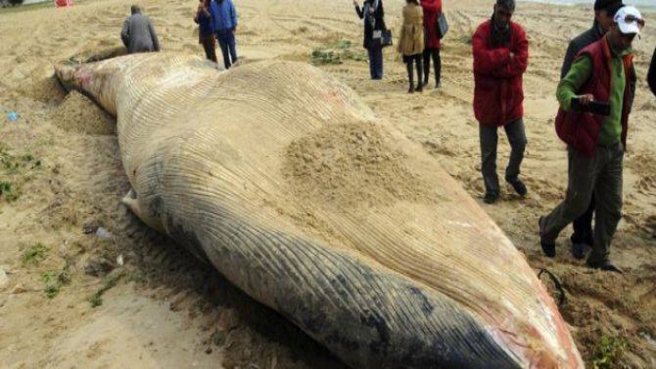 Akdeniz'de 13 Metrelik Dev Balina