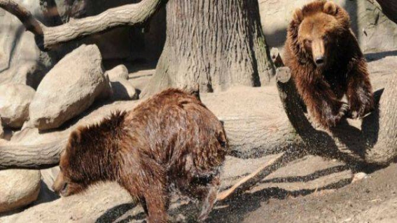 Almanya'nın hayvanat bahçesinden harika kareler