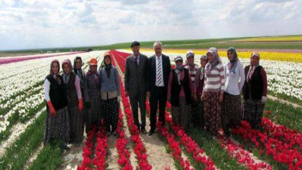 “Lale Manyaklığı” onu “Lale kralı” yaptı