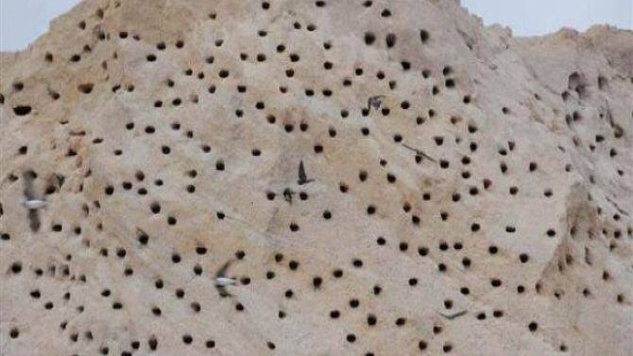 Belediyenin kırlangıç hassasiyeti