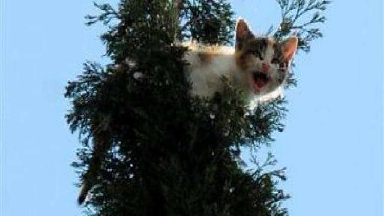 Adana'da kedi kurtarma operasyonu