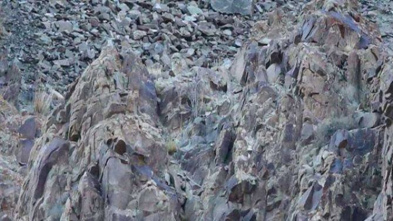 Bakalım siz onları görebilecek misiniz?