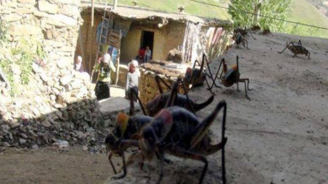 Van'ı dev çekirgeler istila etti