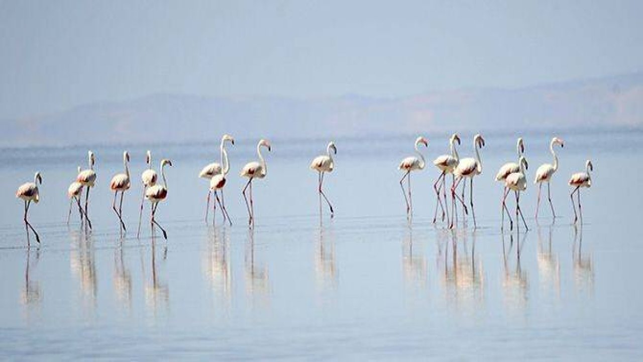 Binlerce flamingo kuluçkadan çıktı