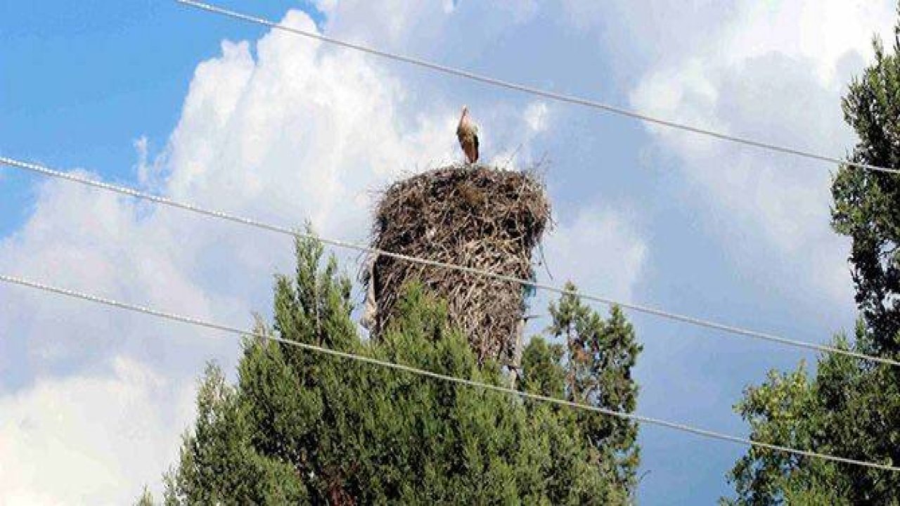 LEYLEKLER VADİSİ’NDE YAVRULAR ÖLMESİN