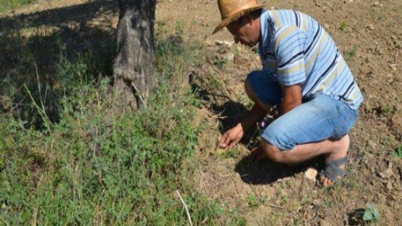 99 yıl sonra şehitlerin kemiği fışkırdı