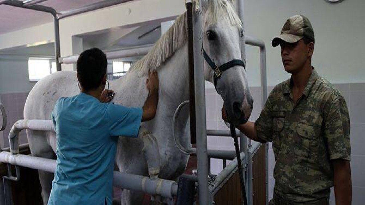 TSK’nın atları nerede yetişiyor?