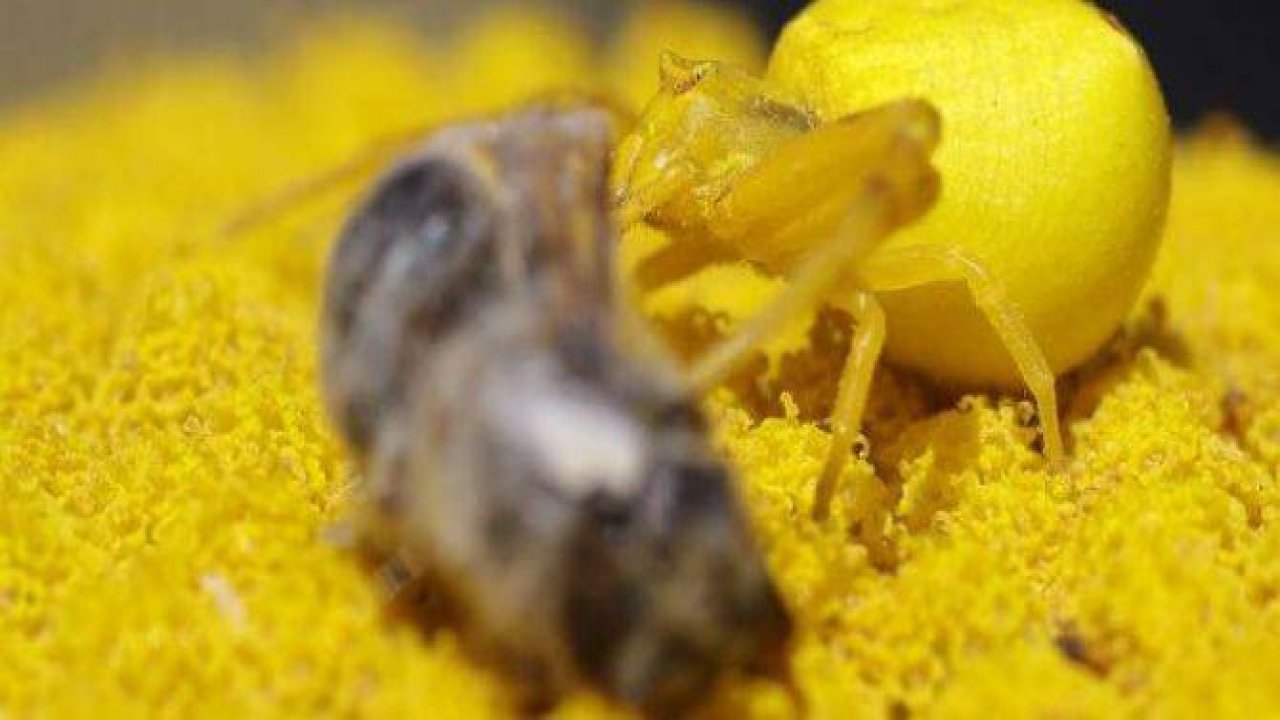 Katil sarı yengeç örümceği