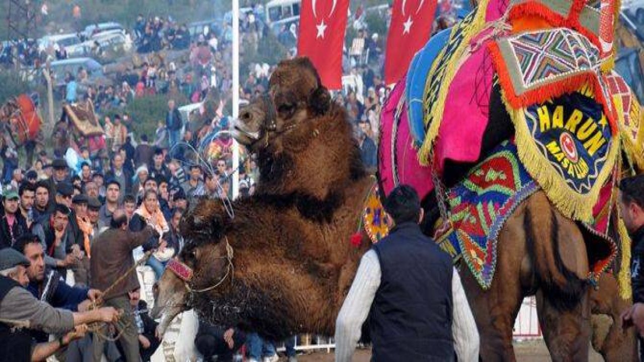 ÇOK İLGİNÇ FOTOĞRAFLARLA DEVE GÜREŞİ