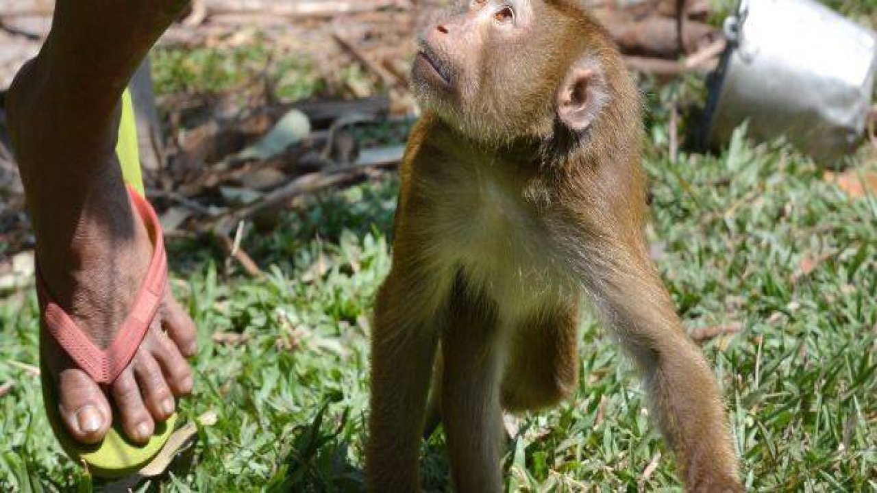 Tayland'ın köle işçi maymunları