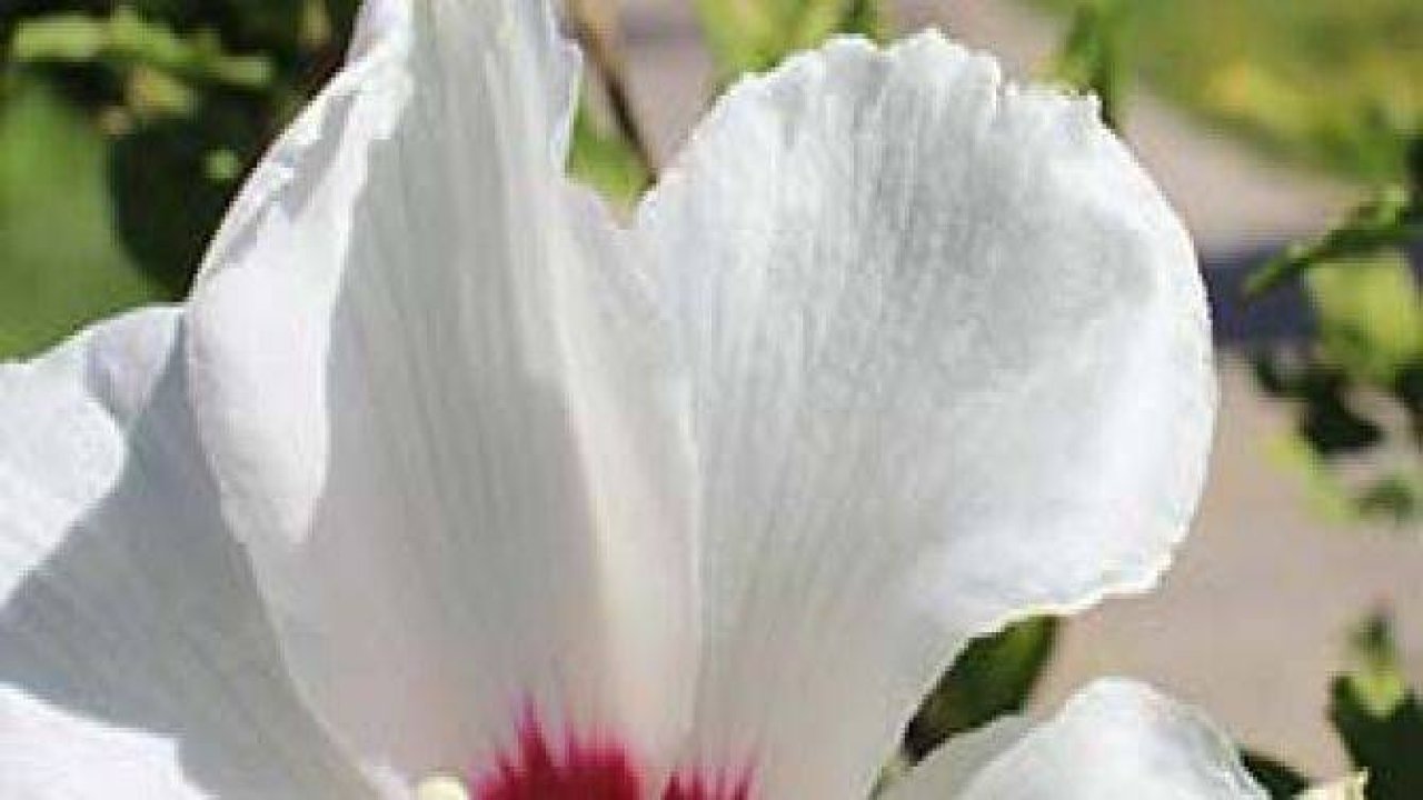 Konya’daki küçük Japonya