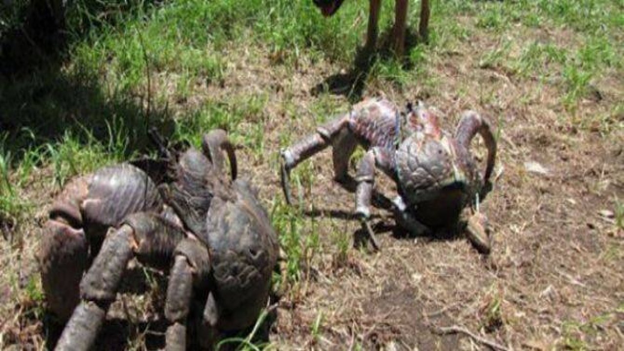 Onlar dünyanın en büyükleri