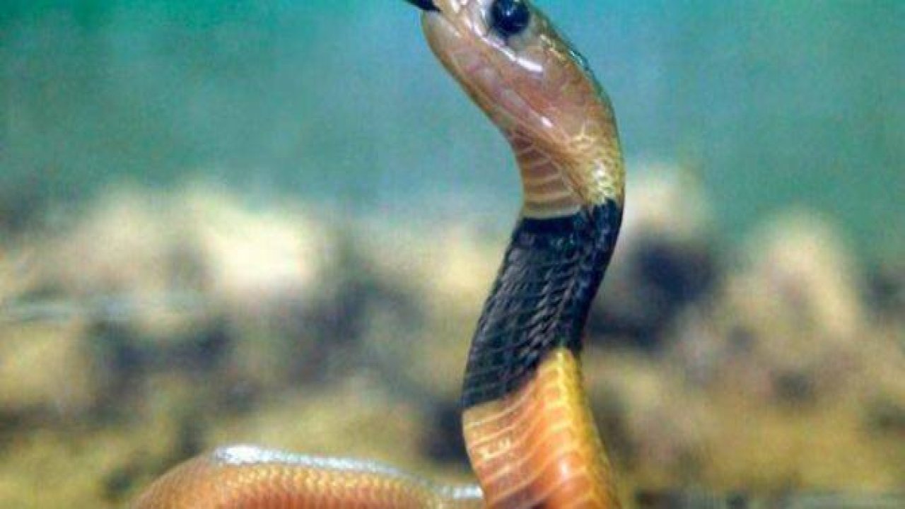 Öldürürken hayat veriyorlar