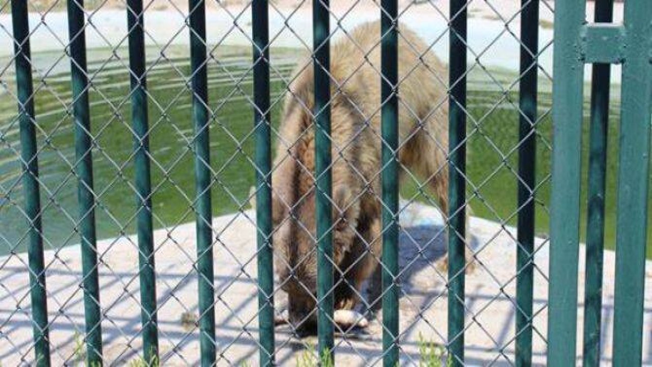 Hayvanlar Alemi’ne hoş geldiniz