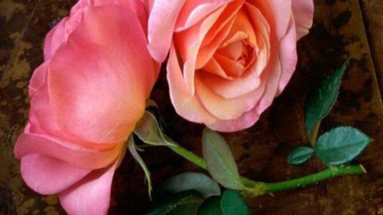 Şeytanın en çok sevdiği 36 kişi