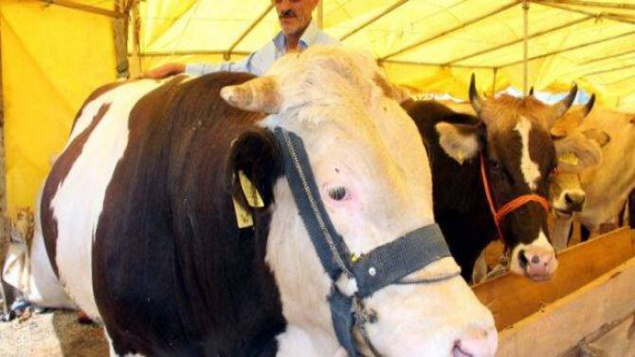 Kurbanlıklar pazara indi