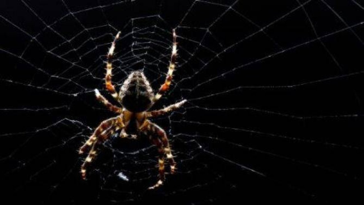 Örümcek ağındaki inanılmaz sır!