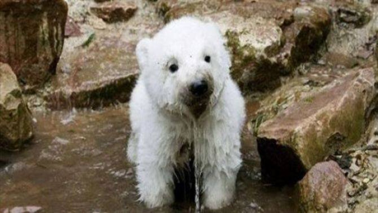 Doğanın en sevimli yavruları