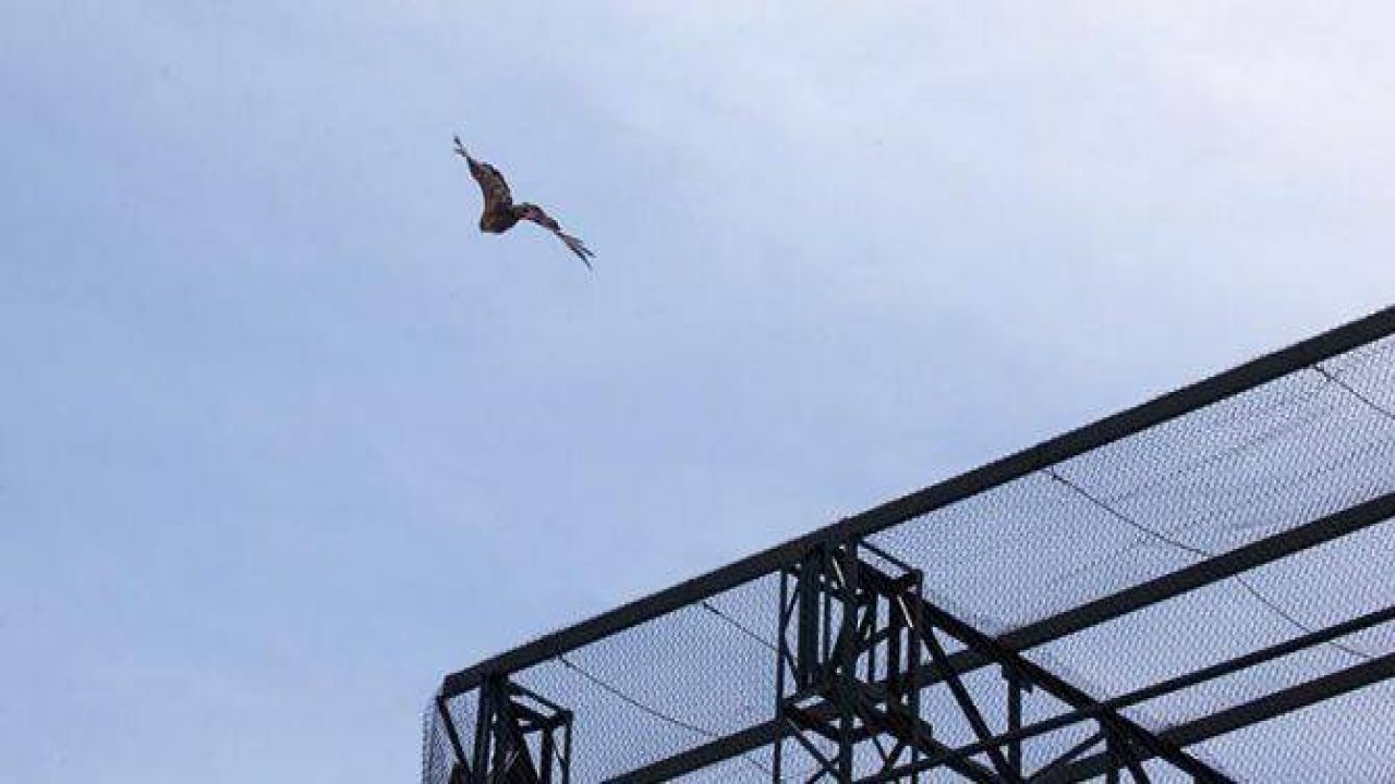 Özgürlüğe kanat çırptılar