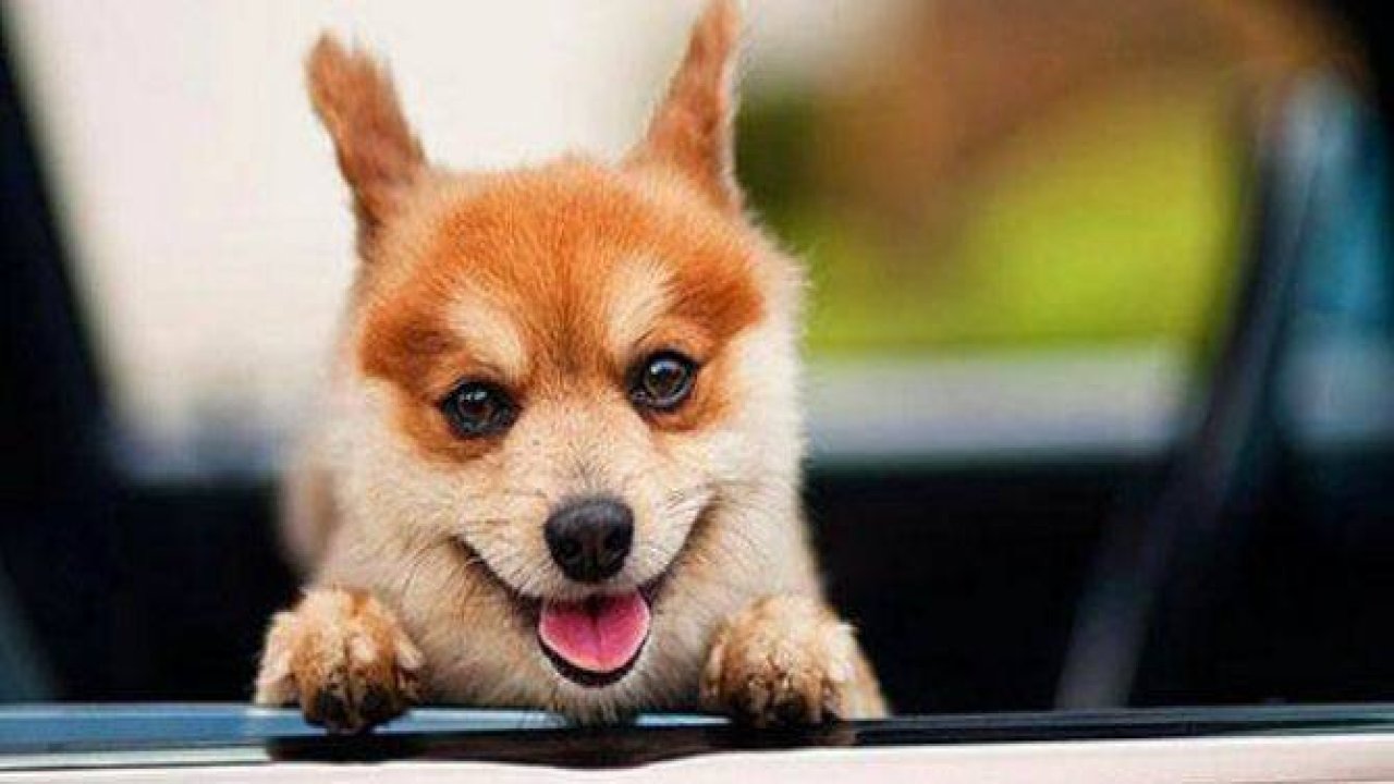 Hayvanlarda gülümser