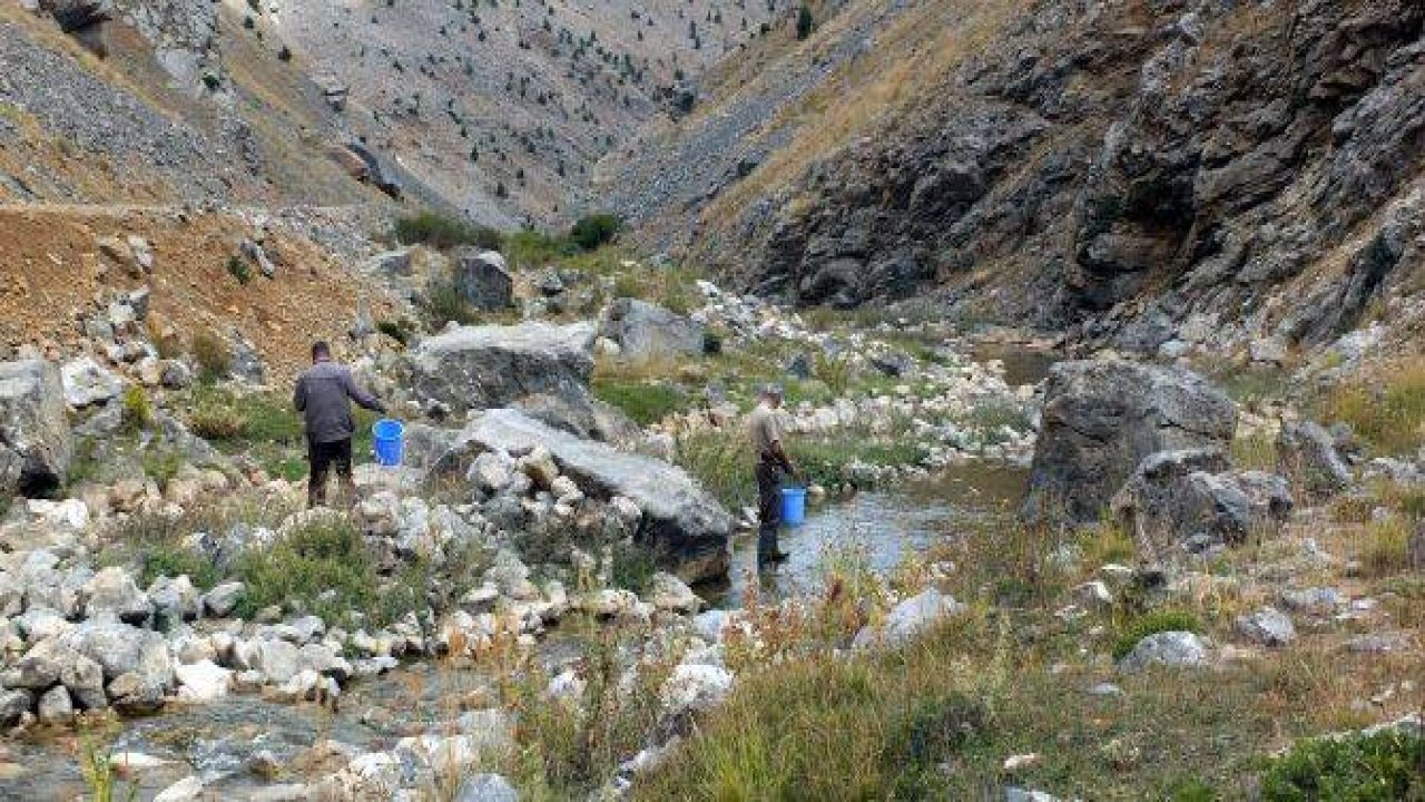 Kırmızı benekli alabalık yavruları doğal ortamında
