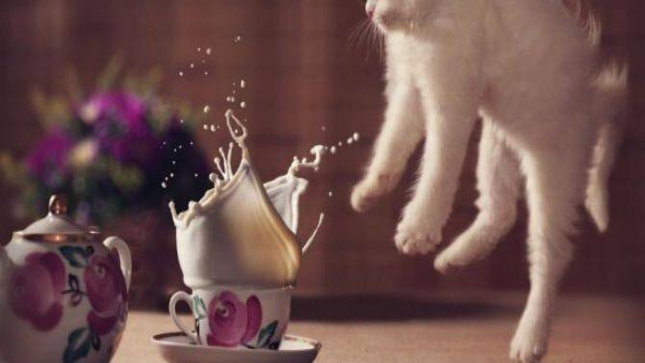 Kedileri tam o anda yakaladılar