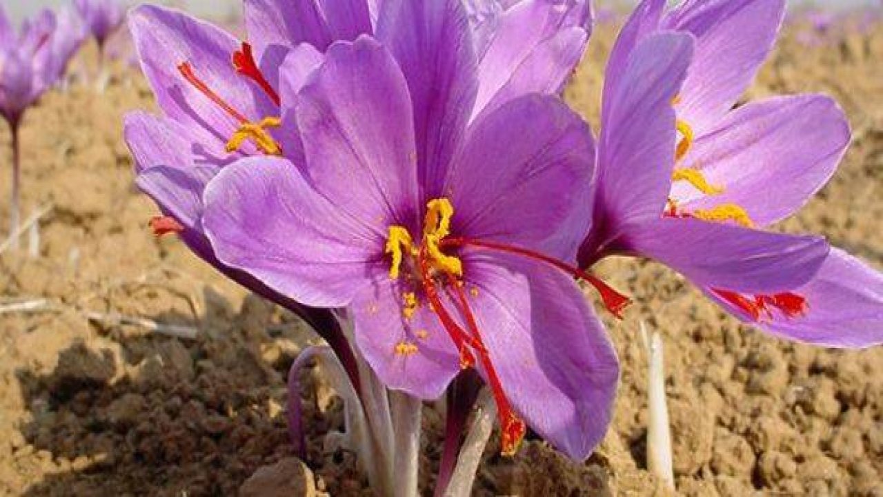 Dünyanın en pahalı maddeleri