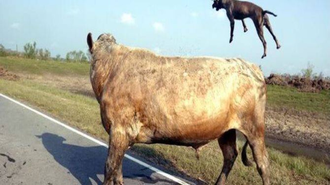 İki pitbull cinsi köpek bir boğaya saldırırsa ne olur?