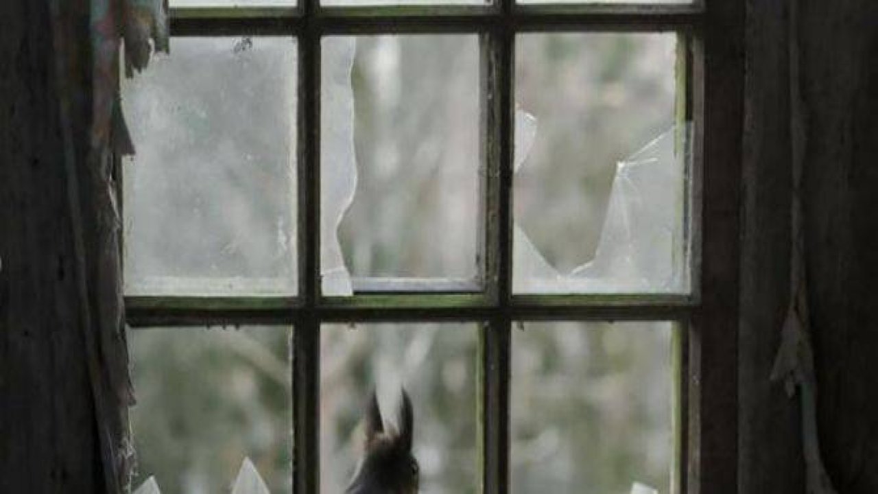 Pencere arkasında yalnız kalan hayvanlar