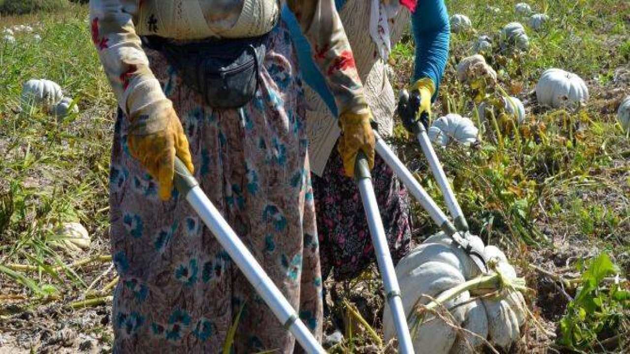 "Kızılinler kabağı" bayram sonu alıcısını bekliyor