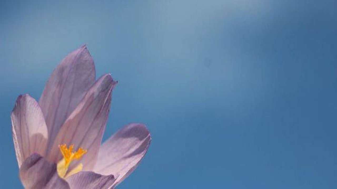 Kar çiçekleri yaylalarda güzel görüntüler oluşturdu