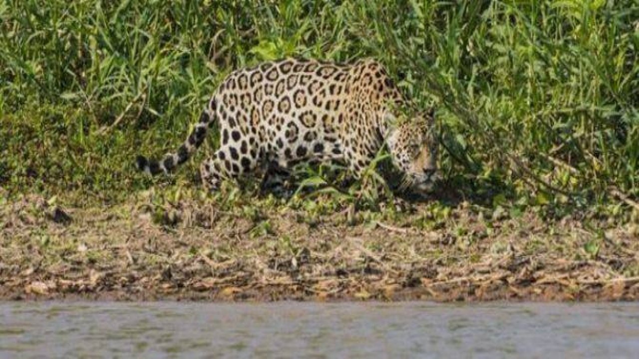 Vahşi doğadaki savaş